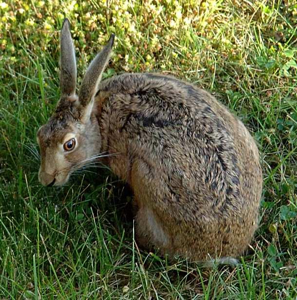 Leporidae — Wikipédia