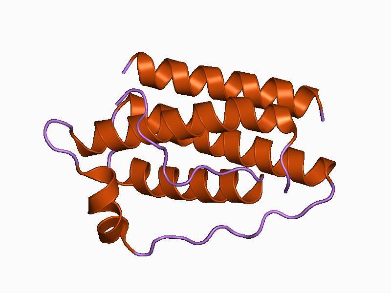 Leptine — Wikipédia