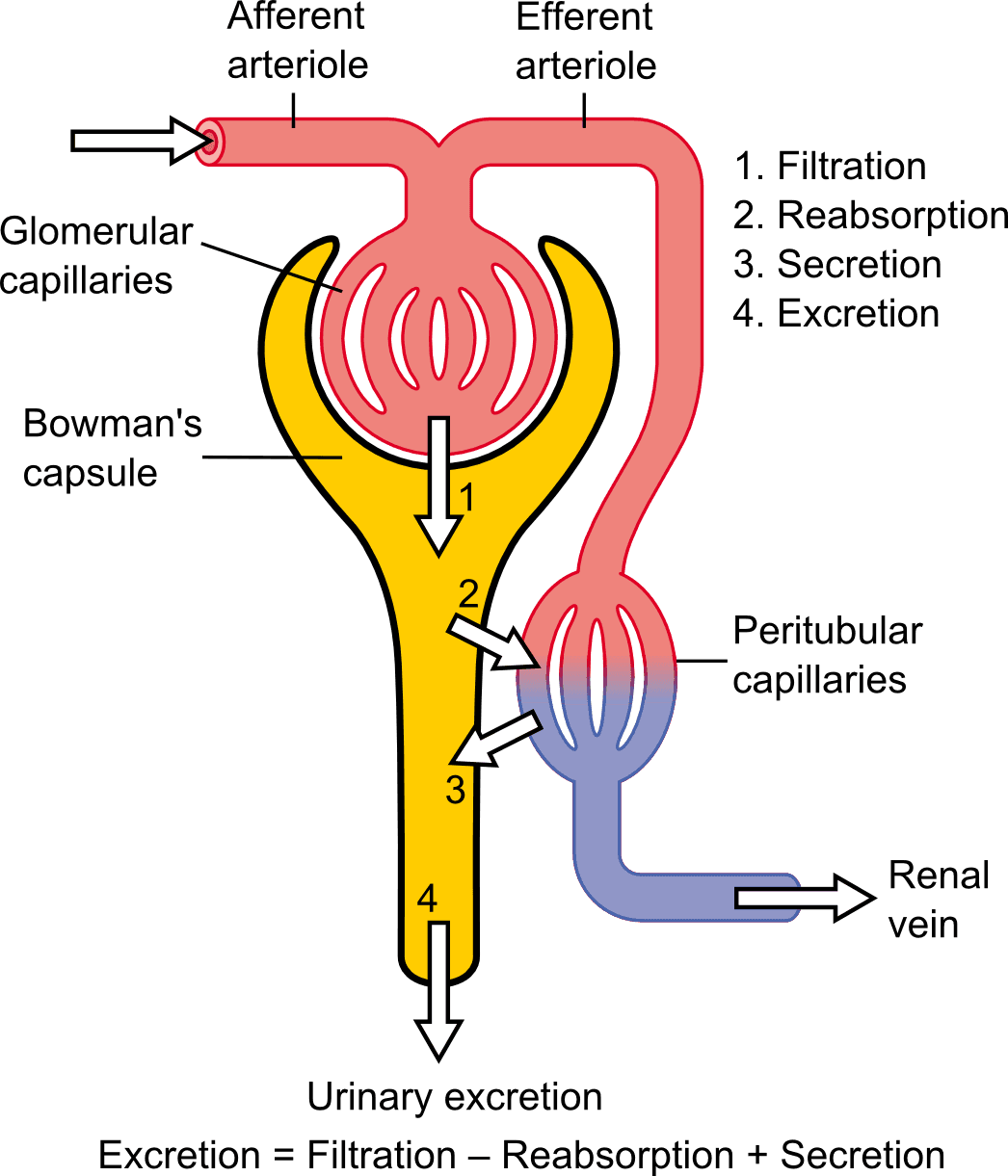 Assessment of kidney function - Wikipedia