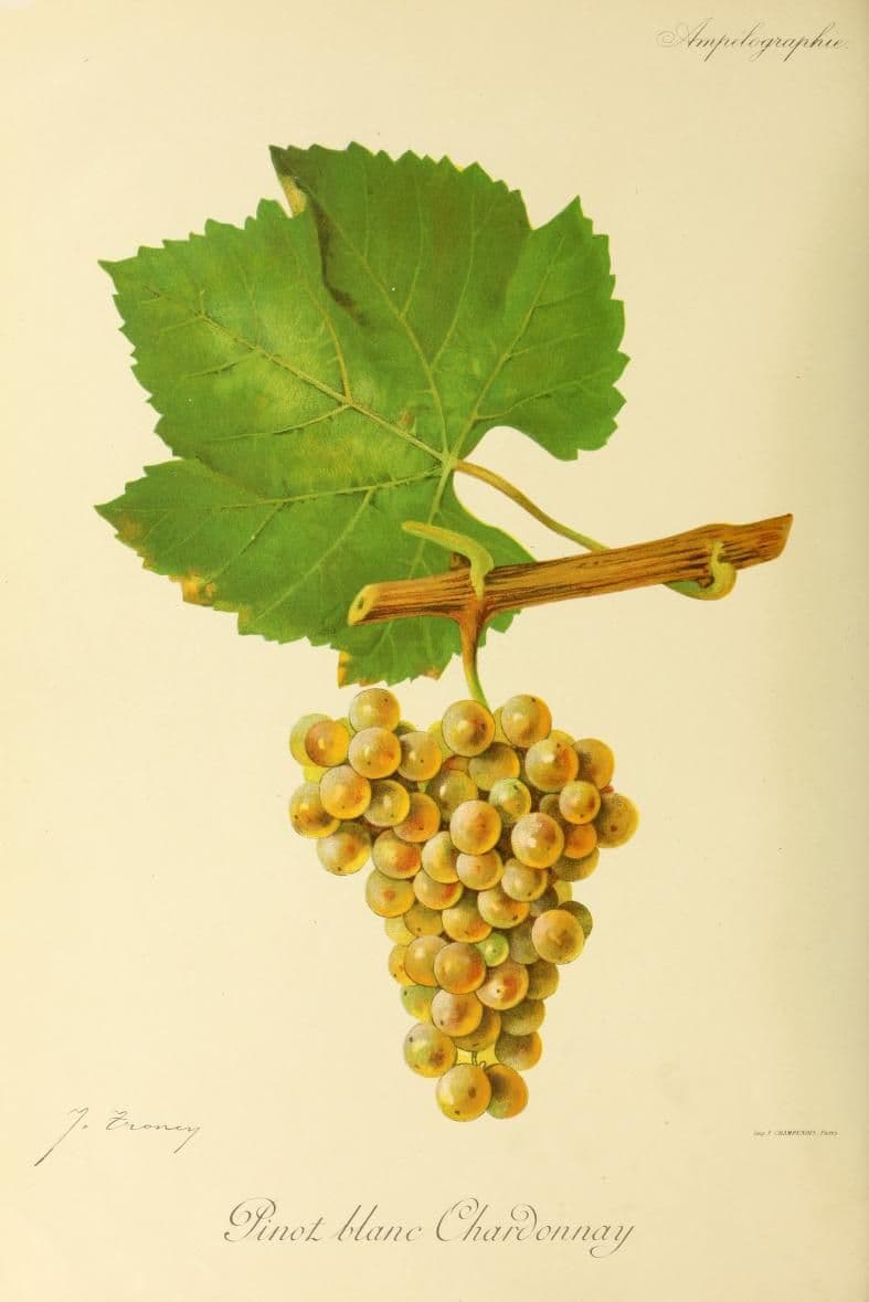 Chardonnay (cépage) — Wikipédia