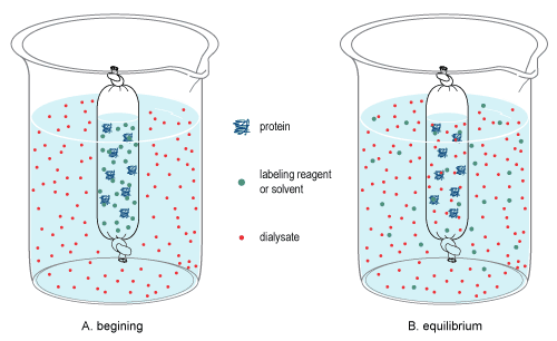 Dialysis (chemistry) - Wikipedia