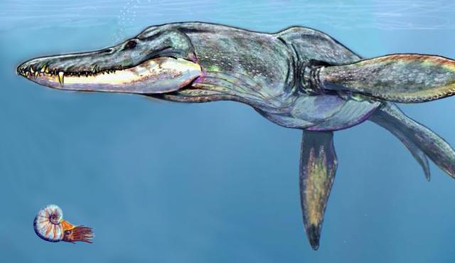 Pliosaurus — Wikipédia