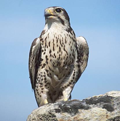 Prairie falcon - Wikipedia