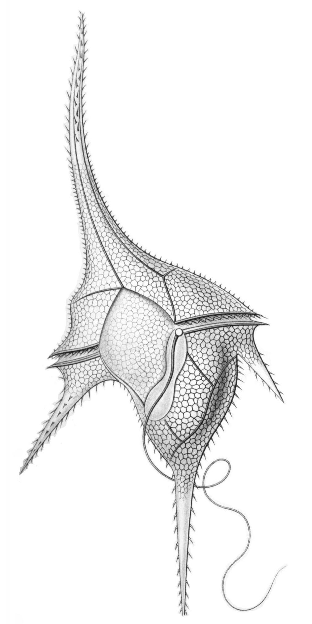 Dinoflagellate - Wikipedia