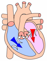 Diastole — Wikipédia