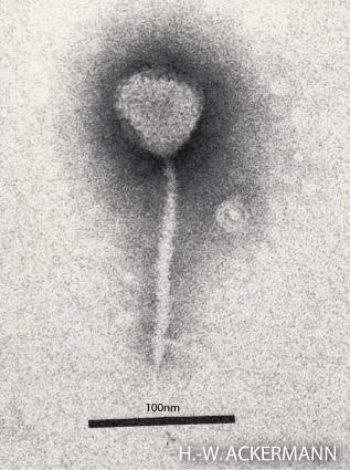 Lambda phage - Wikipedia