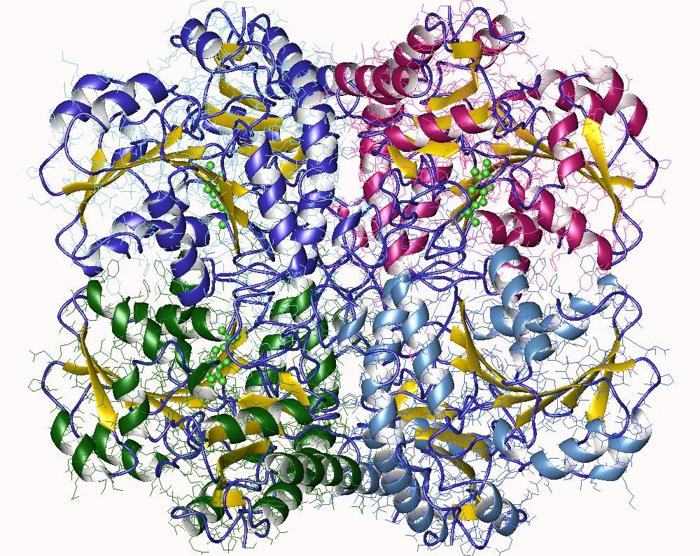 Cystathionine gamma-lyase - Wikipedia