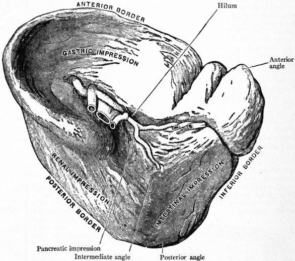 Splénomégalie — Wikipédia