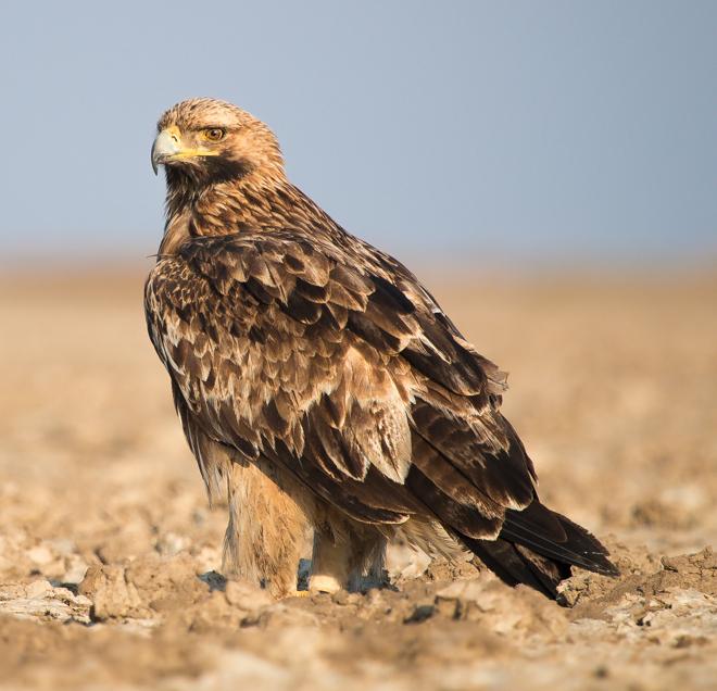 Eastern imperial eagle - Wikipedia