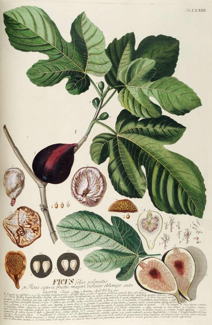 Ficus carica — Wikipédia