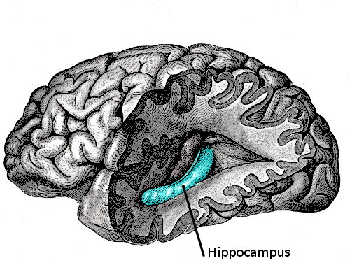 Hippocampe (cerveau) — Wikipédia