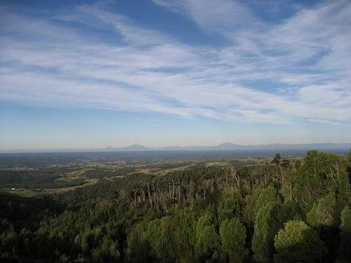 Forêts tempérées valdiviennes — Wikipédia