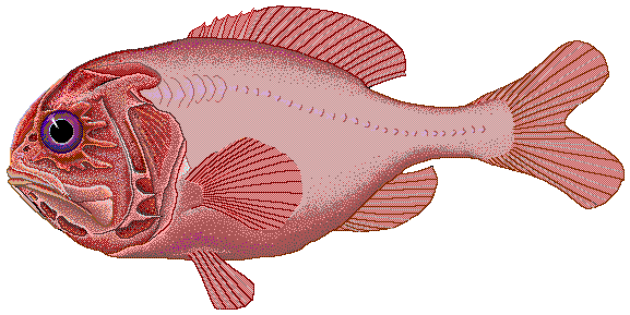 Orange roughy - Wikipedia