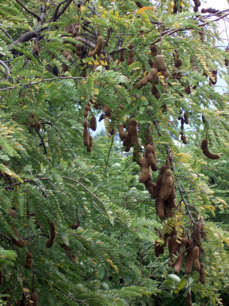 Tamarind - Wikipedia