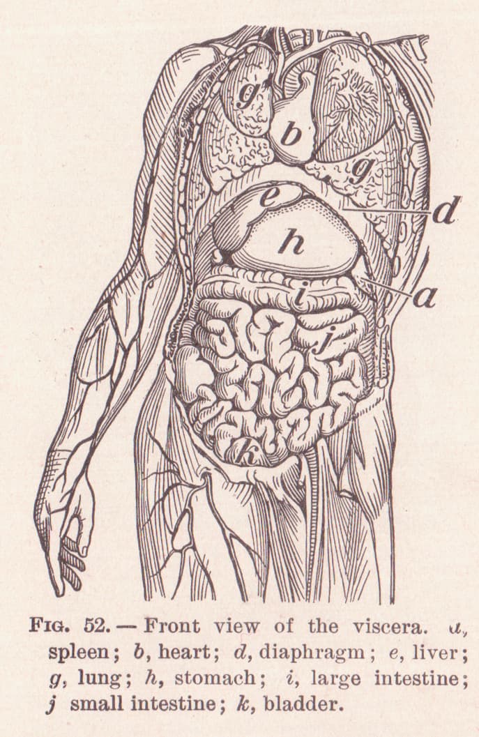 Anatomical terms of location - Wikipedia