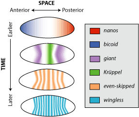 Spatiotemporal gene expression - Wikipedia