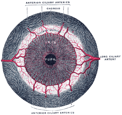 Muscle dilatateur de la pupille — Wikipédia