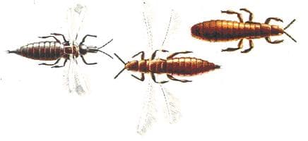 Thrips - Wikipedia