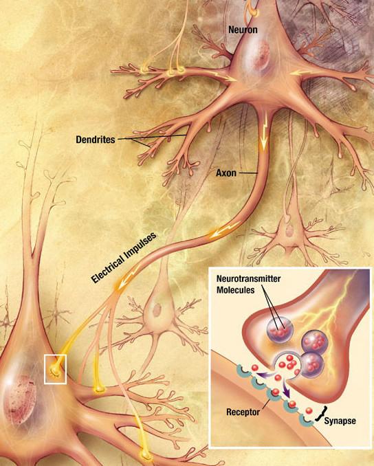 Chemical synapse - Wikipedia