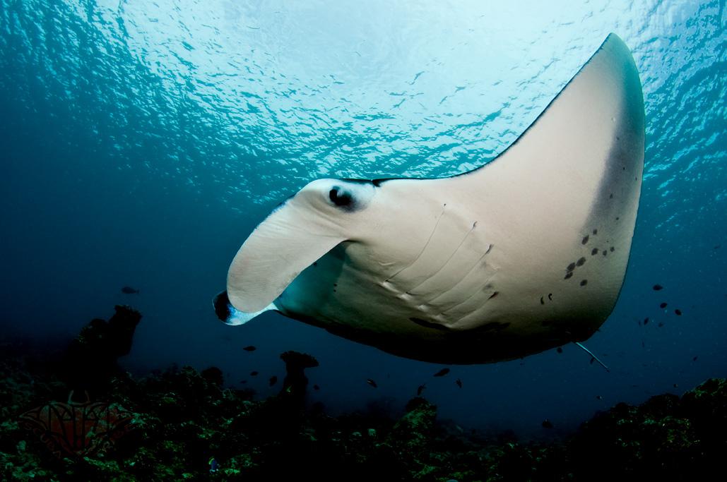 Manta ray - Wikipedia