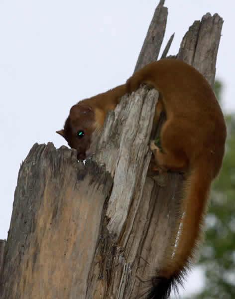 Long-tailed weasel - Wikipedia