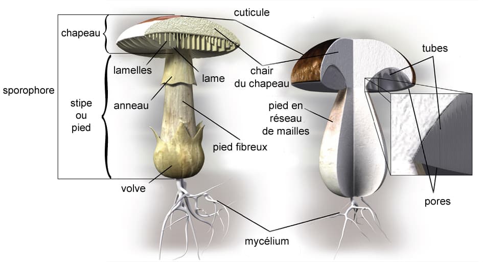 Sporophore — Wikipédia