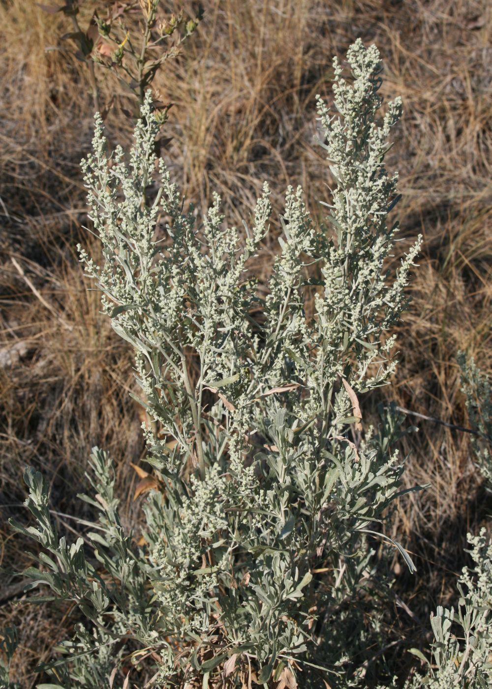 Artemisia tridentata — Wikipédia