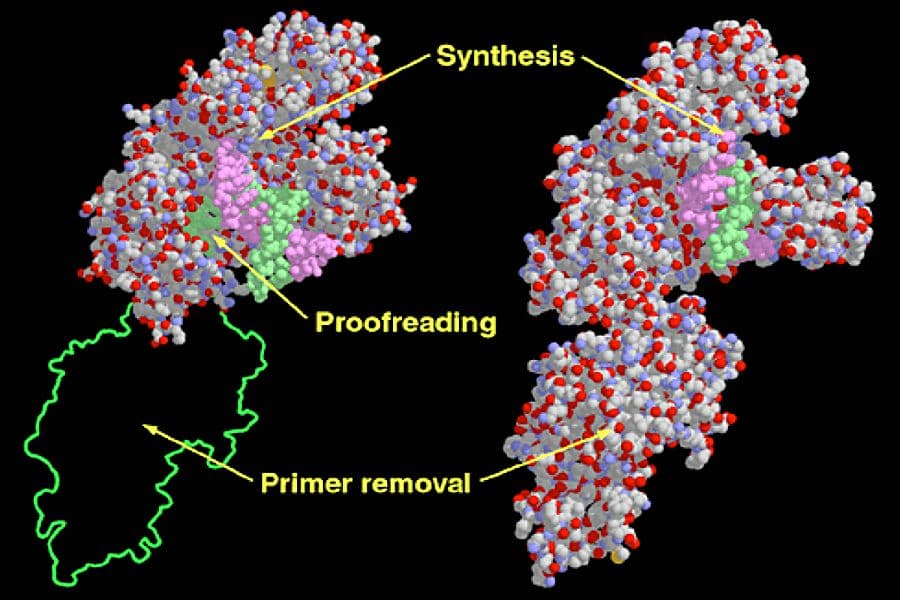 ADN polymérase I — Wikipédia