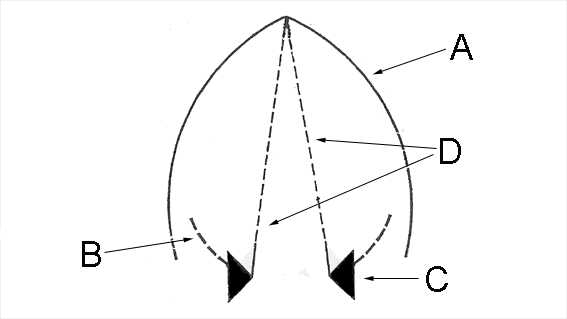 Glottis - Wikipedia