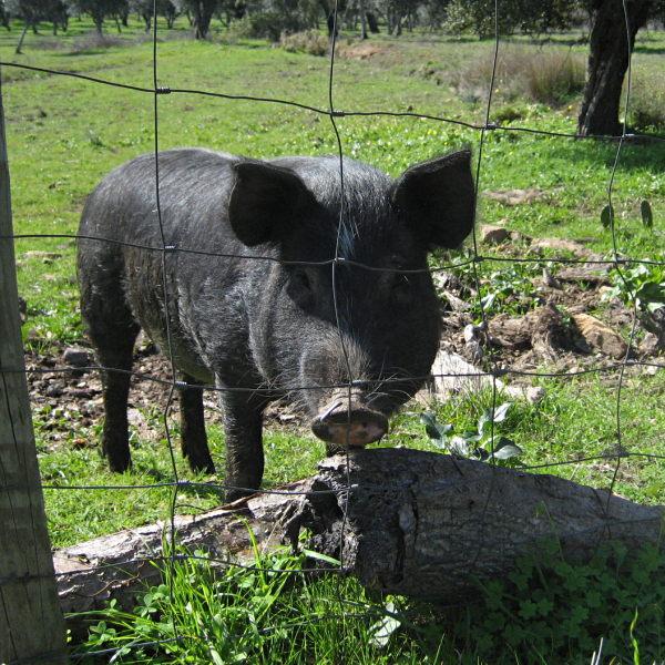 Black Iberian pig - Wikipedia