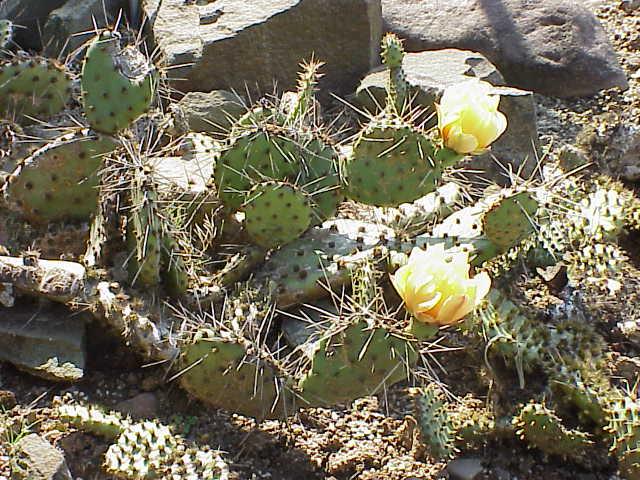 Opuntia — Wikipédia