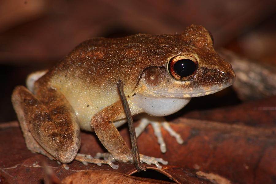 Anamniotes — Wikipédia