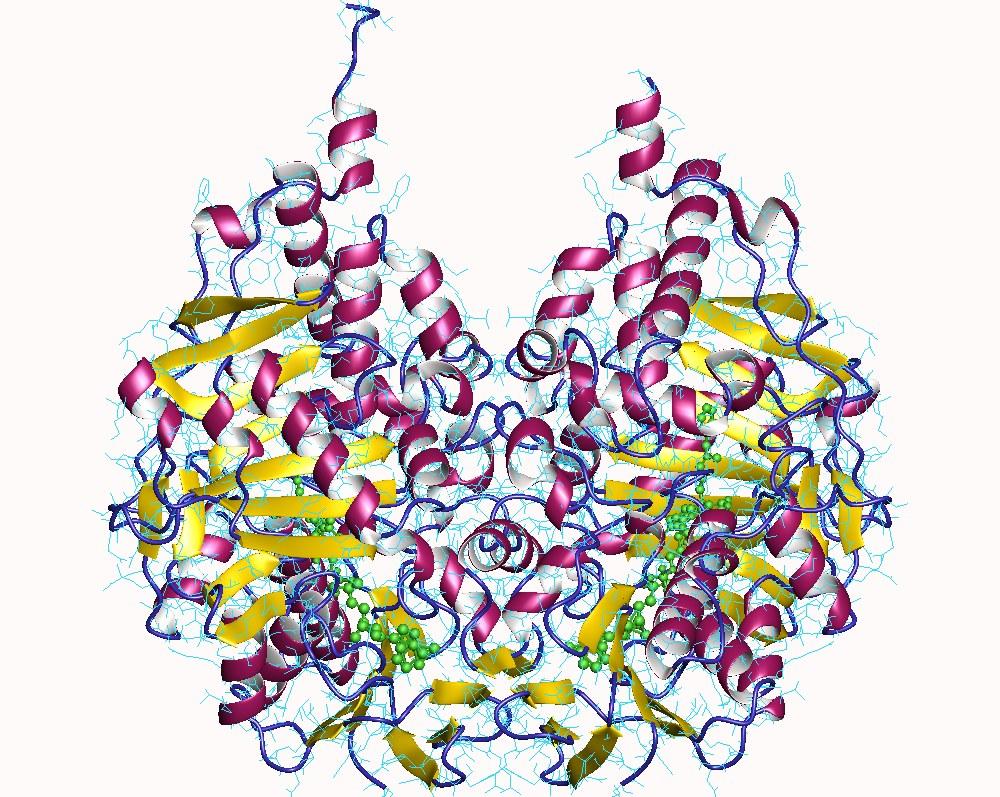 Monoamine oxydase — Wikipédia