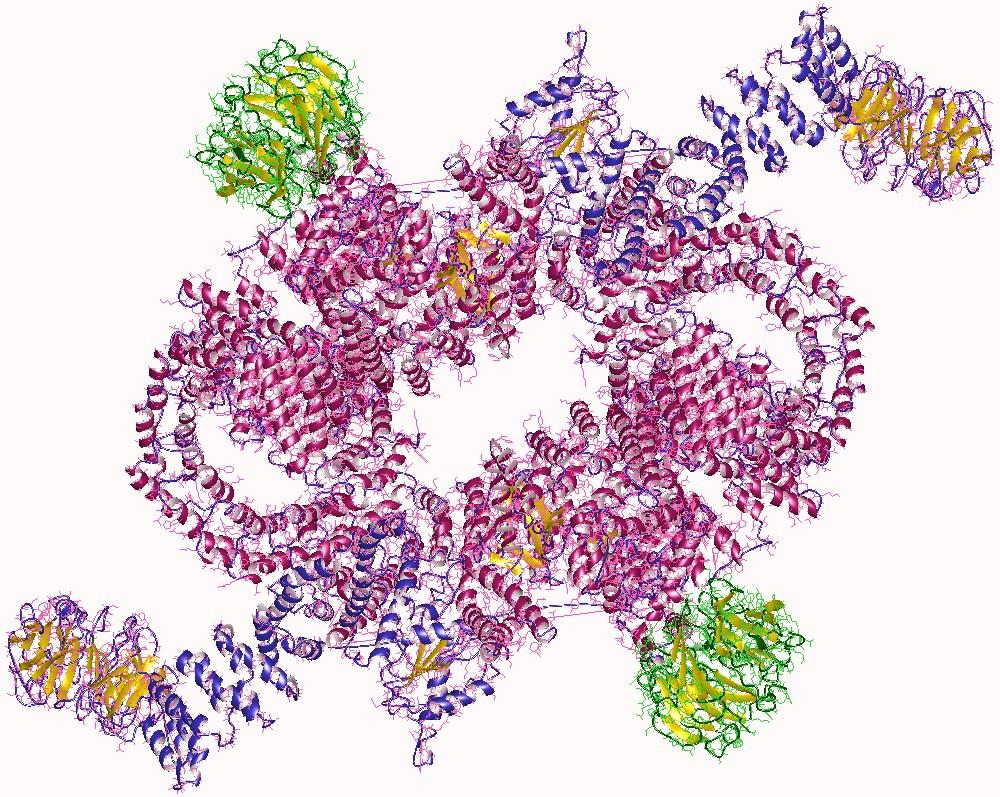 mTOR — Wikipédia