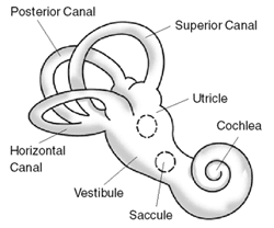 Ménière's disease - Wikipedia