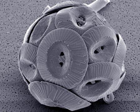 Coccolithophore - Wikipedia