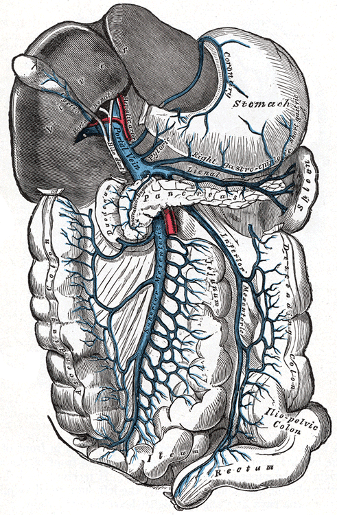 Portal hypertension - Wikipedia