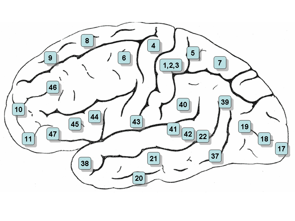 Neurolinguistics - Wikipedia