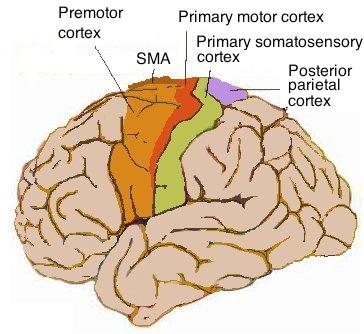 Motor cortex - Wikipedia