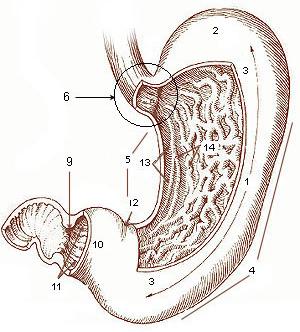 Endobrachyœsophage — Wikipédia