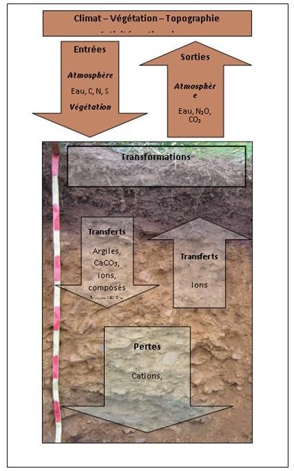 Pédogenèse (géologie) — Wikipédia