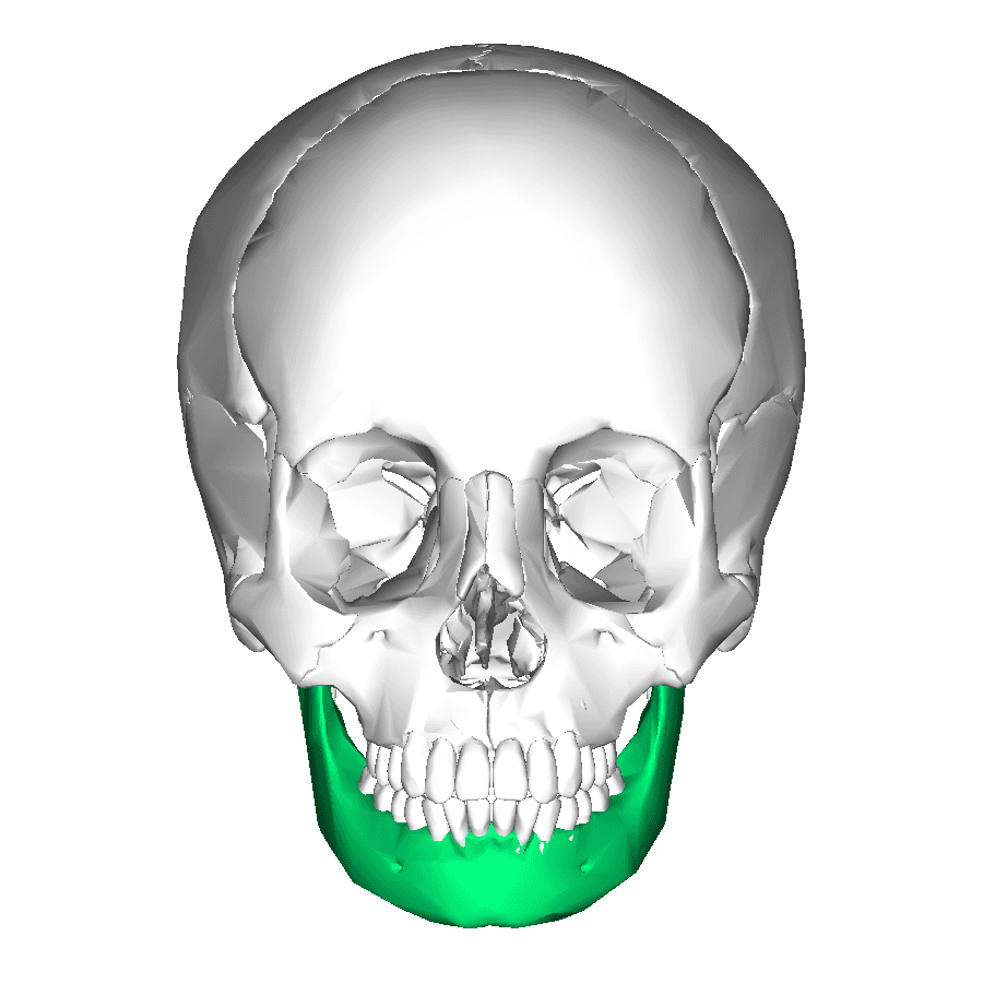 Mandible - Wikipedia