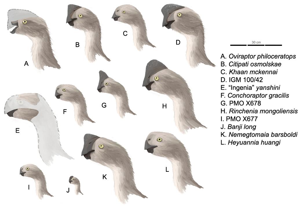 Timeline of oviraptorosaur research - Wikipedia