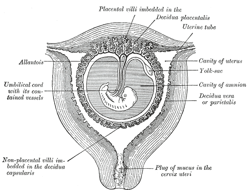 Decidua - Wikipedia