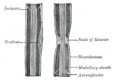 Node of Ranvier - Wikipedia