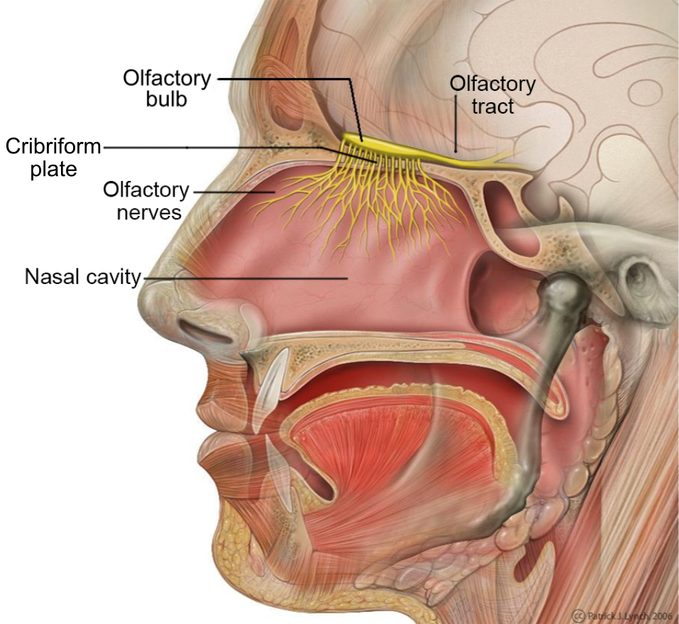 Olfactory system - Wikipedia