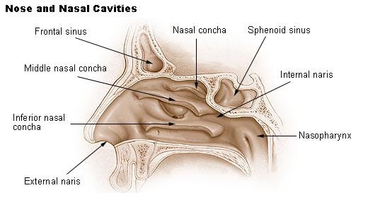 Rhinorrhea - Wikipedia