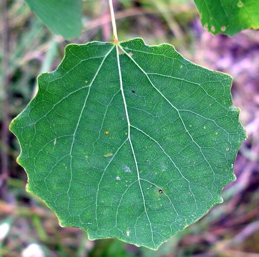 Populus - Wikipedia