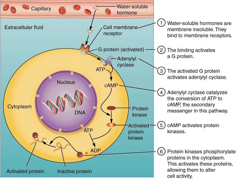 Peptide hormone - Wikipedia