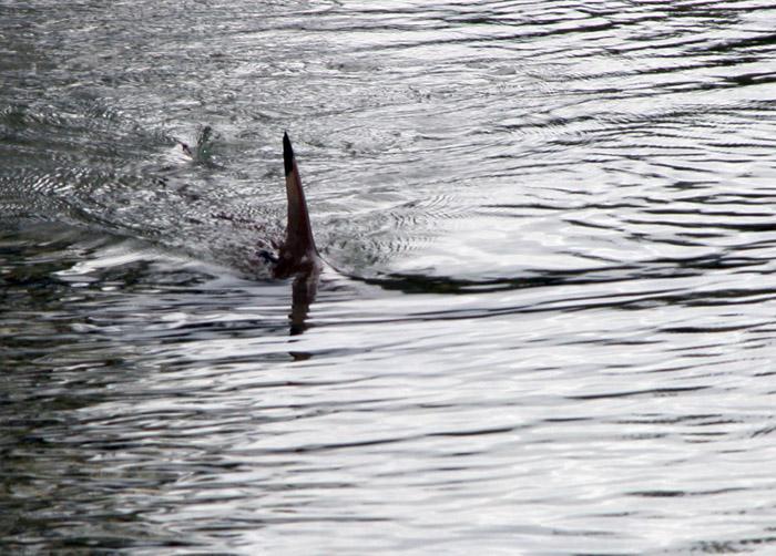 Dorsal fin - Wikipedia